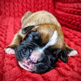 Boxer Puppies from Penny’s Boxer Puppies