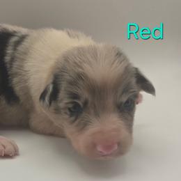 Red - Blue merle female Border Collie puppy in Itasca, Texas from KMA Ranch