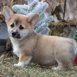 Gecko - Sable male Pembroke Welsh Corgi puppy in Pollock, Missouri from Northstar