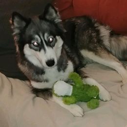 Denali - Siberian Husky