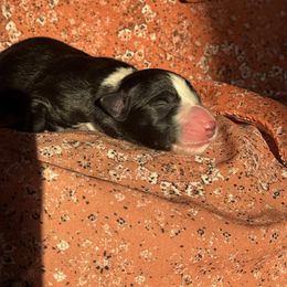 Specter - Black and white male Border Collie puppy in Dundy County, Nebraska from Stag Valley Homestead