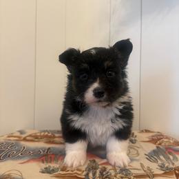 Scribble - Black and tan male Pembroke Welsh Corgi puppy in Red Bluff, California from Wilder Ranch Corgis