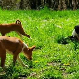 Basenji Puppies from Basenji Puppies
