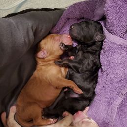 Poodle Puppies from Deborah Busch Poodles