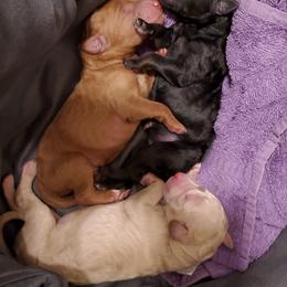 Poodle Puppies from Deborah Busch Poodles
