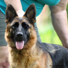 Atina - German Shepherd