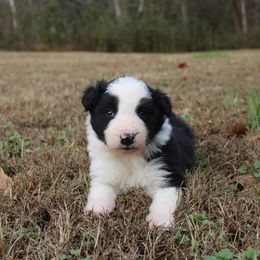 Theo - Black and white male Border Collie puppy in Cedartown, Georgia from Ferguson Border Collies