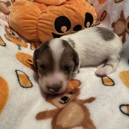 Dapple Pie boy - Dapple male Dachshund puppy in Irving, Texas from DFW Dachshunds by G & S