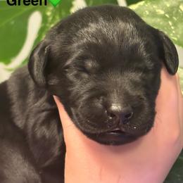 First pick black Male - Black male Labrador Retriever puppy in Stafford Township, New Jersey from SommerLabs
