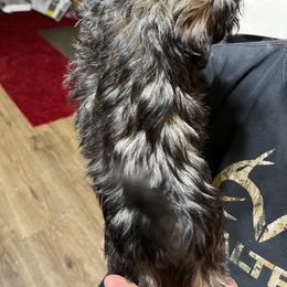 Shih Tzu Puppies from Jessica’s Shih Tzus