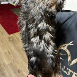 Shih Tzu Puppies from Jessica’s Shih Tzus