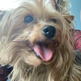 LULA BELLE - Yorkshire Terrier