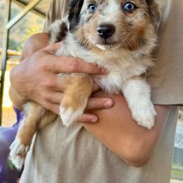 Daisy blue female - Blue merle female Toy Australian Shepherd puppy in Lemon Cove, California from Magic Ranch Mini Aussies
