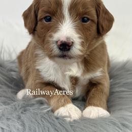 Jessie - Red  female Goldendoodle puppy in Milford, Indiana from Railway Acres Kennel