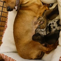 Dachshunds from Wisteria Grove Dachshunds