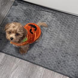 Maltipoo All Grown Up from Minipaws kennel