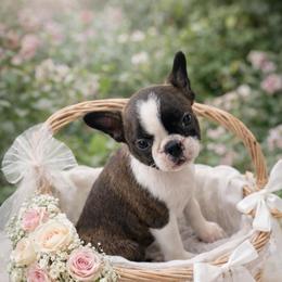 Lorelei - Brindle and white female Boston Terrier puppy in Shell Knob, Missouri from Stoneridge Kennel
