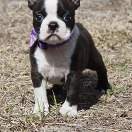 Zara (New Photos and video) - Brindle and white female Boston Terrier puppy in Brooksville, Florida from I Love Pups