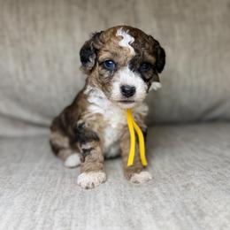 Bolt - Merle male Bernedoodle puppy in Lamar, Colorado from Jozlyn’s Pups