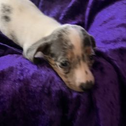 Sassy   Gorgeous BLUE eyes  Dapple - Dapple female Dachshund puppy in Rudy, Arkansas from Louis' Litters