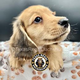 Baron - Cream male Dachshund puppy in Houston, Texas from Texas Regal Dachshunds LLC