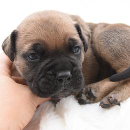 Cash - Fawn male Bullmastiff puppy in Chickasha, Oklahoma from Rustic Lace