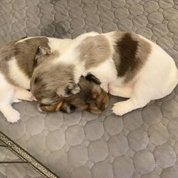 Dachshund Puppies from Tweenie Weenie Dachshunds