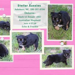 Dolores - Black tri-color female Australian Shepherd puppy in Asheboro, North Carolina from Stellar Aussies