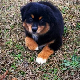 Moe - Black tri male Toy Australian Shepherd puppy in Smithville, Arkansas from Cooper Creek Aussies