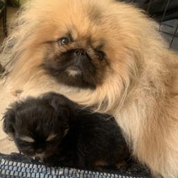 Chihuahuas and Pekingese from Wu-Taos Pekingese Dynasty/Your Pekingese Plug