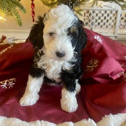 Jill - Tri-color female Bernedoodle puppy in Mount Pleasant, Texas from Hilary’s Doodle Ranch