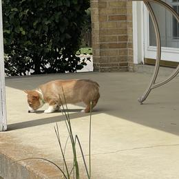 Pembroke Welsh Corgi Puppies from Bentley Corgis LLC
