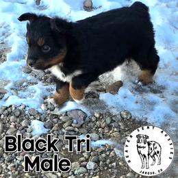 Lincoln - Black tri male Miniature Australian Shepherd puppy in Jaroso, Colorado from Heaven Sent Aussies