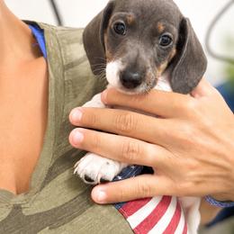 Blue  AKC  2400 - Piebald male Dachshund puppy in Indian Trail, North Carolina from Hilda’s Teenie Weenies