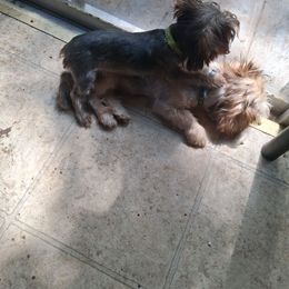 Clara - Black and tan female Yorkshire Terrier puppy in Jacksonville, Arkansas from Royal Yorkie Terrier