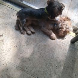 Clara - Black and tan female Yorkshire Terrier puppy in Jacksonville, Arkansas from Royal Yorkie Terrier
