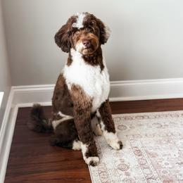 Kullen - Goldendoodle