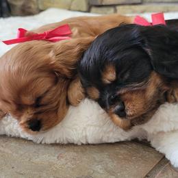 Cavalier King Charles Spaniel puppies from Olga's Cavalier King Charles Spaniels