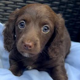 Lily - Chocolate female Dachshund puppy in Kentucky from Wonderful Weiners