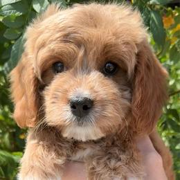 Aubrey - Red female Cavapoo puppy in Tucson, Arizona from Adored Poodle & Doodles