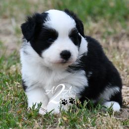Miniature Australian Shepherd and Toy Australian Shepherd Puppies from A2A Aussies