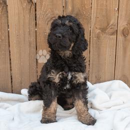 Harry Potter - Black and tan male Schnoodle puppy in Memphis, Tennessee from Bentley's Beloved Paws