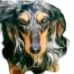 Orion - Dachshund