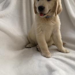 Golden Retriever Puppies from Sultan’s Goldens