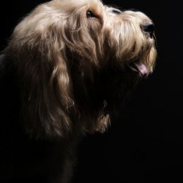 Otterhound All Grown Up from Con Cara Kennels