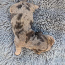 AKC Chocolate Dapple Boy 2 - Dapple male Dachshund puppy in Choctaw, Oklahoma from TS Performance Horses & Dachshunds