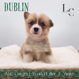 Dublin - Sable male Pembroke Welsh Corgi puppy in Pine Village, Indiana from NL Horsemanship