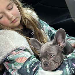 French Bulldog Puppies from High Tide Frenchies