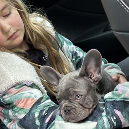 French Bulldog Puppies from High Tide Frenchies