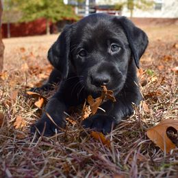 Dilute Retriever Puppies from Wicked Pines Retrievers